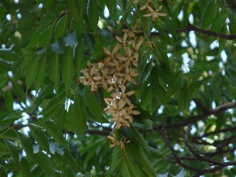 麻楝|麻楝 Chukrasia tabularis植物智[百科详情]